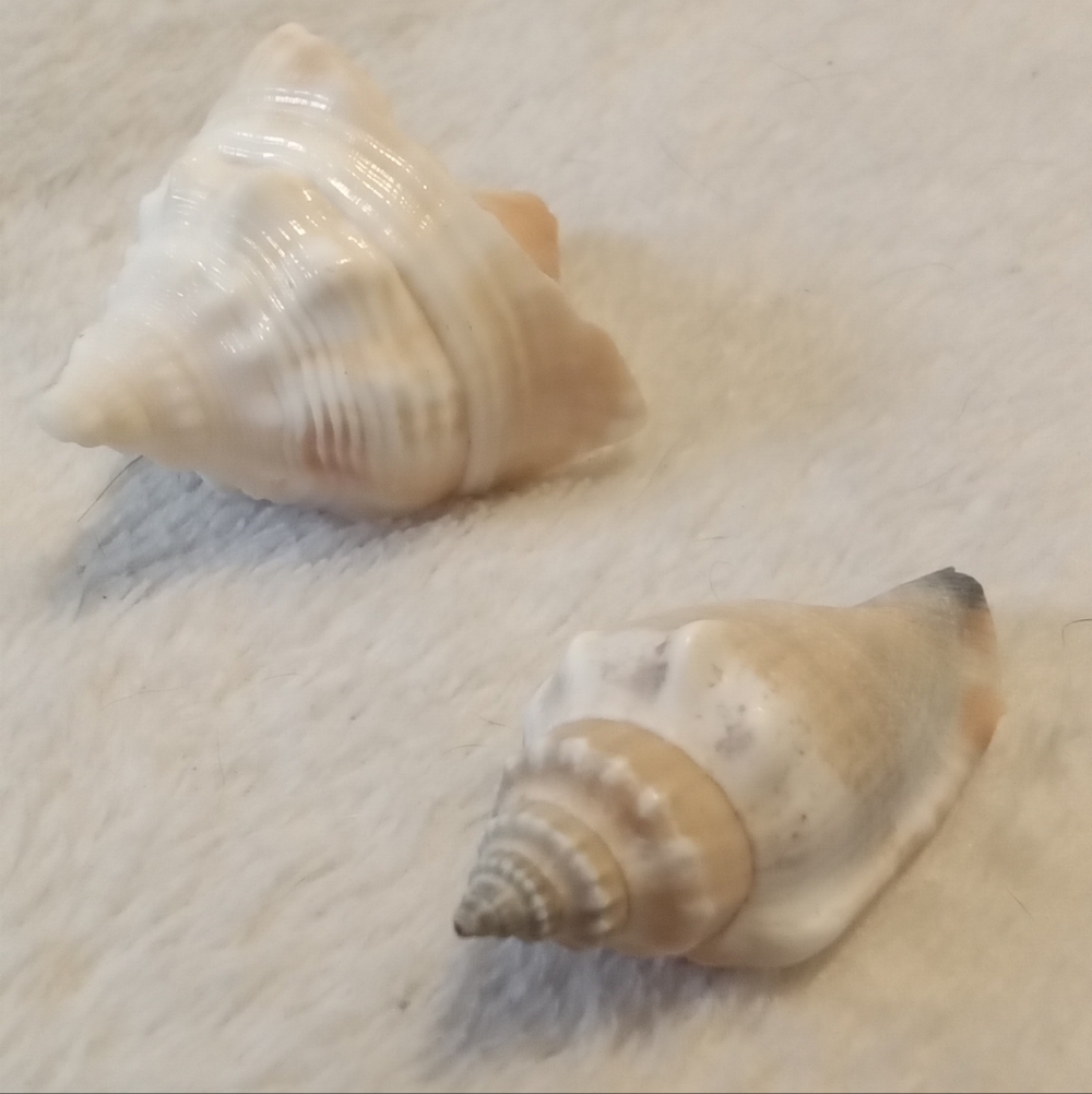 #003 Florida Fighting Conch
